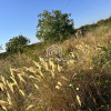 Teren intravilan – Popești-Leordeni - 500 mp, deschidere 13 thumb 7
